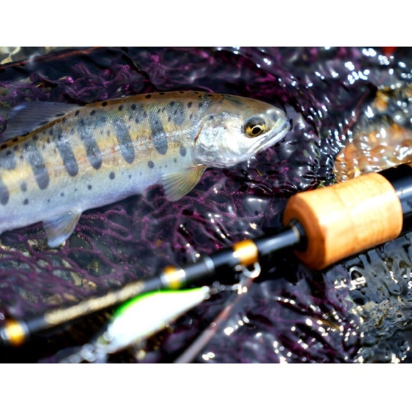 25 シルバークリーク オーラム